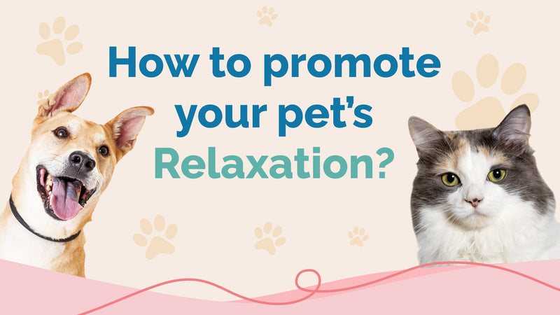 Does CBD Oil Help Calm Dogs and Cats?