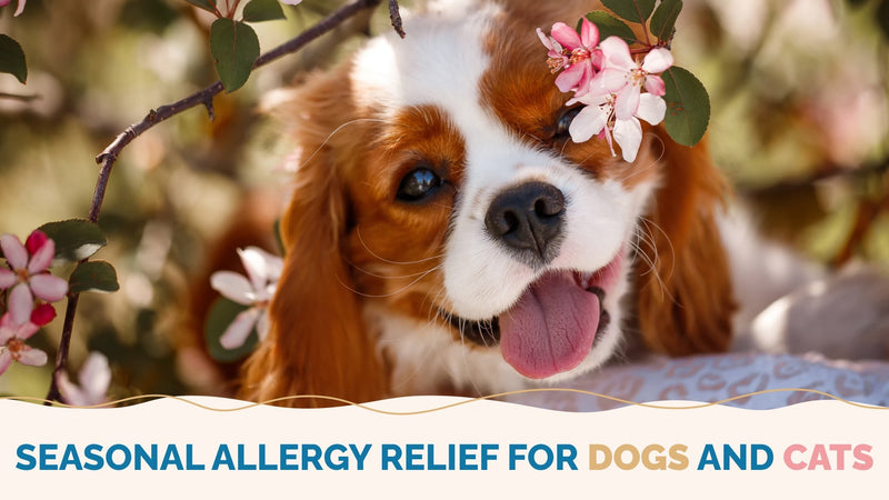 Cats, Dogs, and Allergies: Symptoms & Solutions