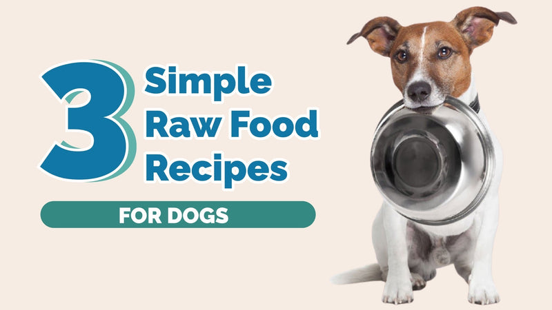 3 Easy Raw Dog Food Recipes