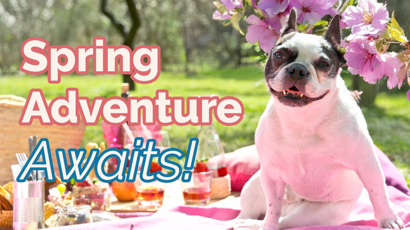 Pet’s Bucket List: Fun Adventures to Try This Spring