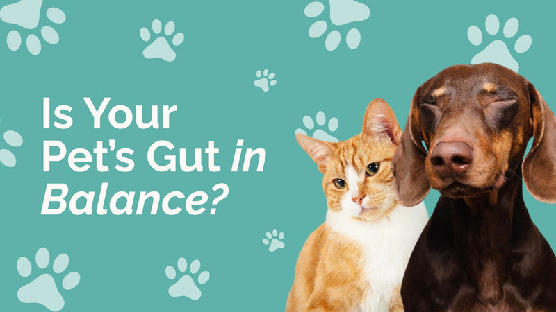 Understanding the Pet Microbiome: Key Insights for Owners