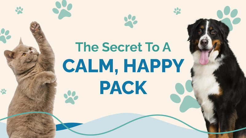 Multi-Pet Households: Keeping the Peace and Promoting Wellness