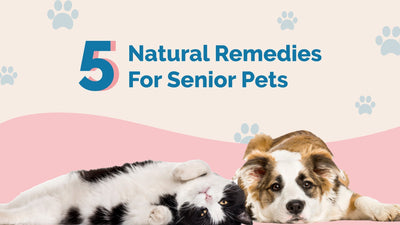Top 5 Supplements for Senior Pets