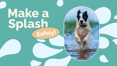 Master Water Safety for Pets: Pool, Lake, and Beach Tips