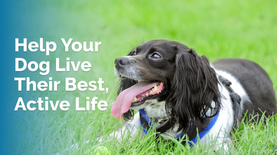 Embrace an Active Dog Lifestyle: Expert Tips & Tricks