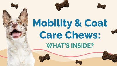 Ingredient Deep Dive: Mobility & Coat Care Chews for Dogs