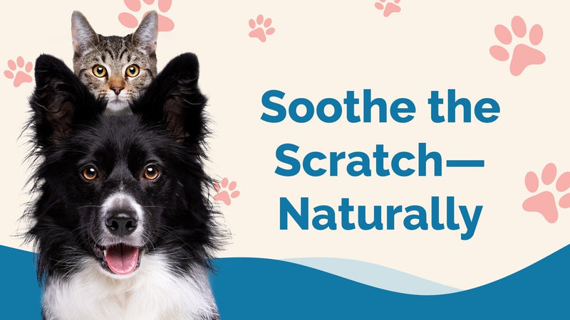 Unlock the Benefits of Pet Natural Remedies Today