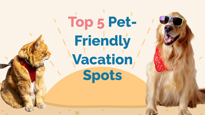 Top 5 U.S. Destinations for Pet Friendly Vacations