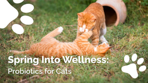 Spring Wellness: Probiotics for Cats Benefits