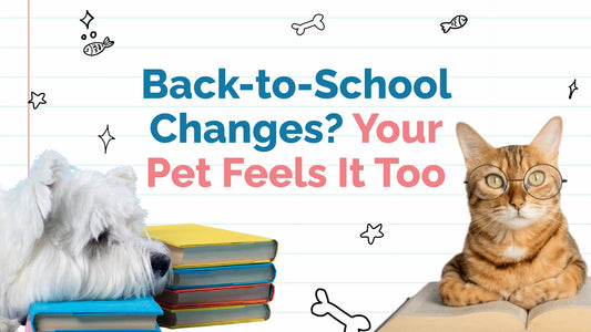 Back to School Pet Tips: Keep Your Pets Happy