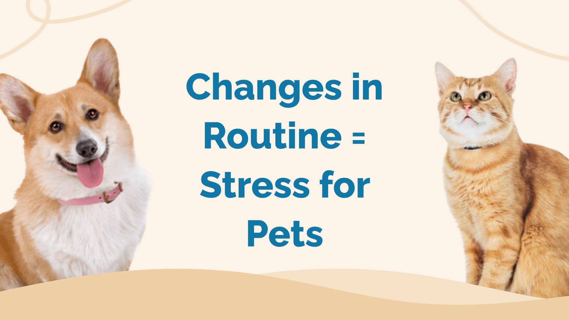 Your Guide to a Stress-Free Vacation Pet Routine – Prana Pets