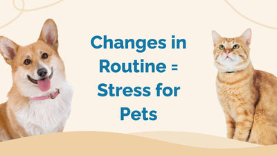Your Guide to a Stress-Free Vacation Pet Routine