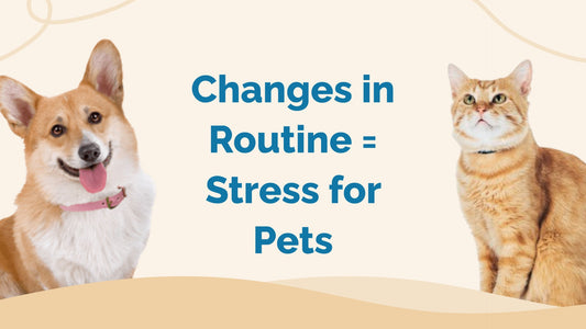 Your Guide to a Stress-Free Vacation Pet Routine