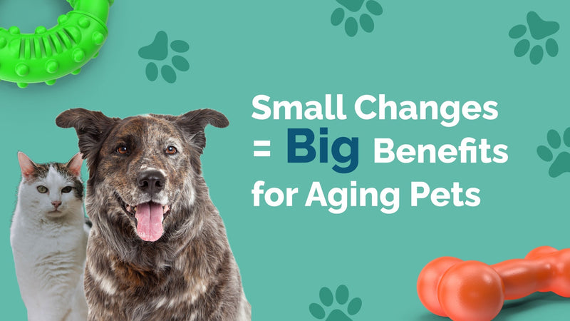 Best Ways to Keep Aging Pets Active