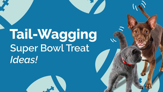 Super Bowl Treat Ideas for Dogs and Cats