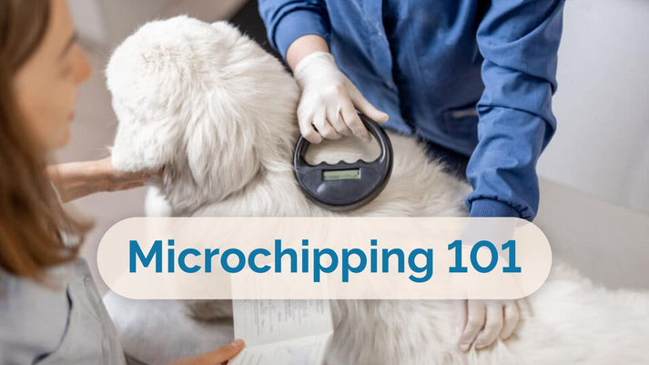What Is Microchipping? A Guide for Pet Owners – Prana Pets