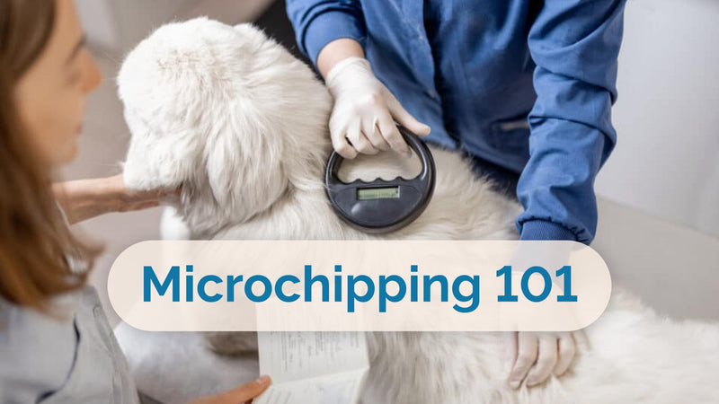 What Is Microchipping? A Guide for Pet Owners