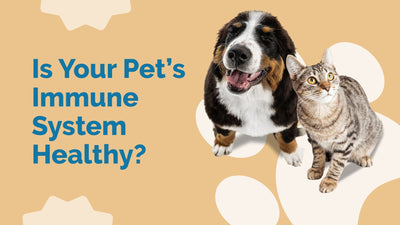 Boost Your Pet's Immunity: Cat & Dog Immune Health Guide