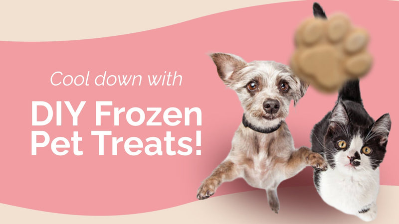 Refreshing DIY Pet Treats to Beat the Summer Heat