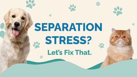 Separation Stress? How to Help Pets Cope