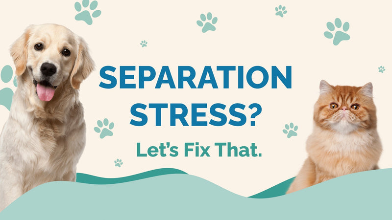 Separation Stress? How to Help Pets Cope