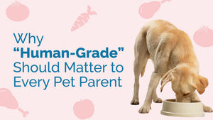 What Does Human Grade Mean in Pet Products?