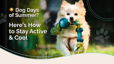 Effective Dog Exercise: Keep Your Pup Active and Happy