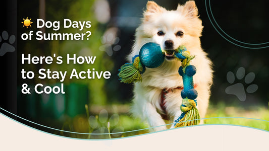 Effective Dog Exercise: Keep Your Pup Active and Happy