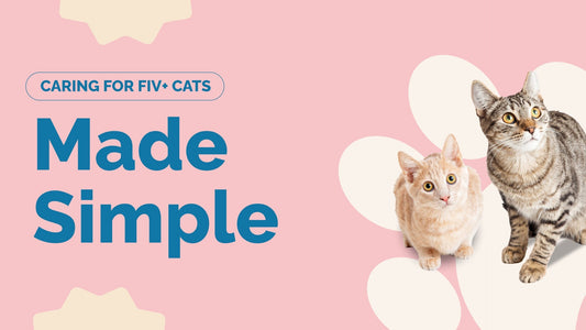 Living with an FIV+ Cat: Tips and Support
