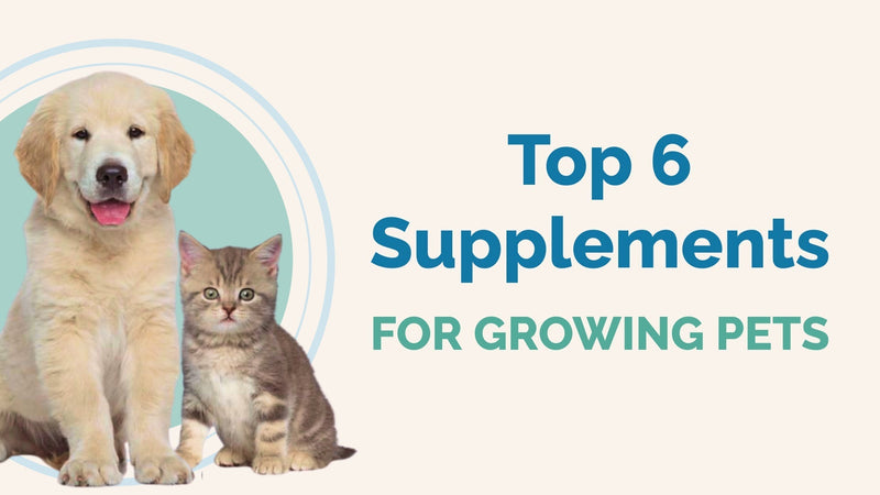 prana pets 6 best supplements for puppies and kittens blog post main image cute puppy and kitten