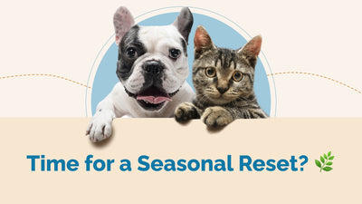 Seasonal Detox for Pets: A Guide to Better Wellness