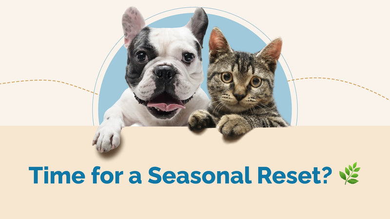 Seasonal Detox for Pets: A Guide to Better Wellness