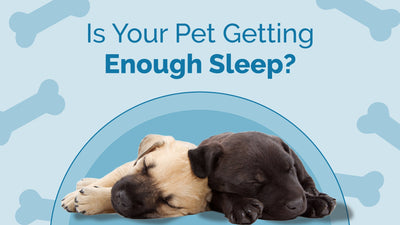 Why Sleep Matters for Pets: Boosting Their Longevity