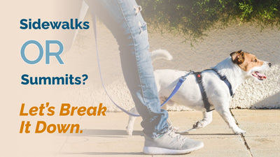 Daily Dog Walks or Trail Adventures: Which is Best?