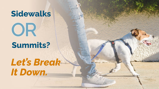 Daily Dog Walks or Trail Adventures: Which is Best?
