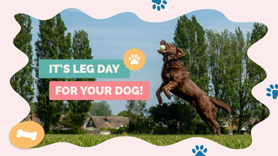 Leg Strengthening Routines for Dogs