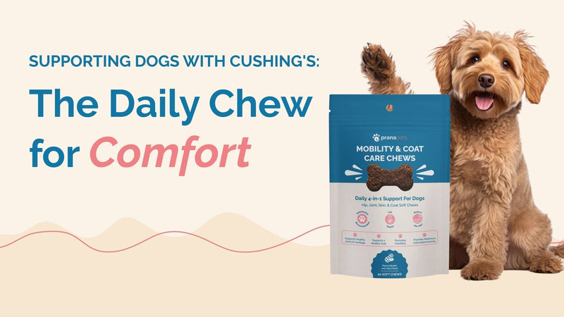 Dog Chews for Canines With Cushing's