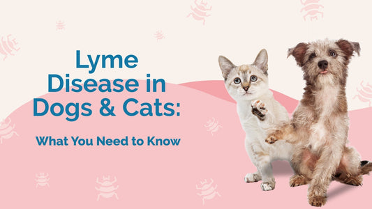 Lyme Disease in Dogs & Cats: Symptoms, Prevention & Remedies