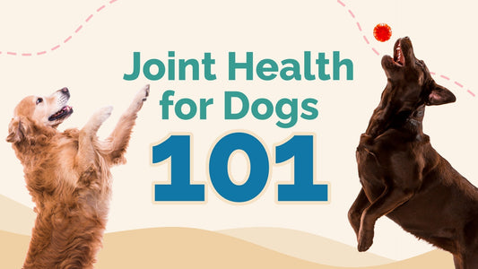 Dogs and Joint Pain: Signs Your Pup May Need Support