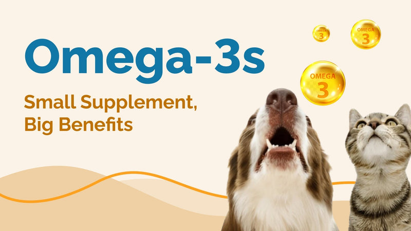 Understanding Omega-3 Benefits for Pets
