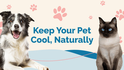 Top Cooling Tips for Pets to Beat the Heat