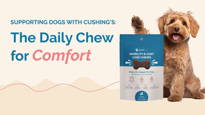Dogs with Cushing's: Ease their symptoms with our Dog Chews