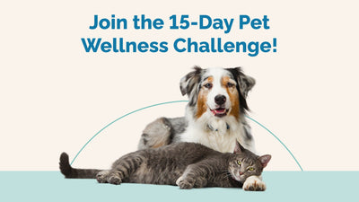 15-Day Pet Wellness Challenge: Boost Your Pet’s Health