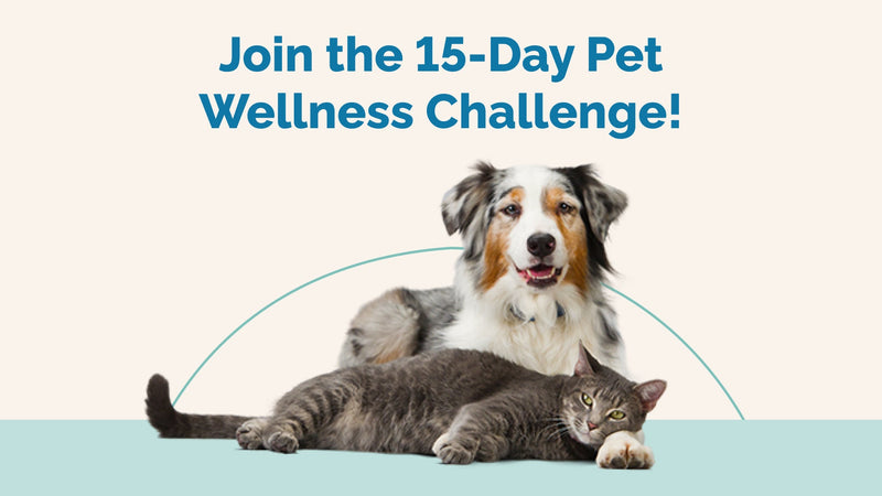 15-Day Pet Wellness Challenge: Boost Your Pet’s Health