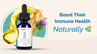 Discover the Best Immunity Booster for Pets Today