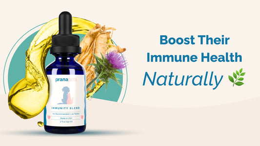 Discover the Best Immunity Booster for Pets Today