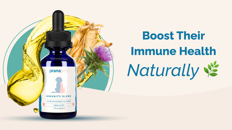 Discover the Best Immunity Booster for Pets Today