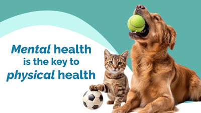 The Connection Between Mental Stimulation and Physical Health in Pets