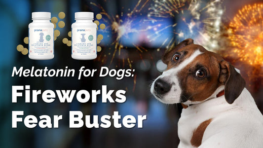 Melatonin for Dogs: Soothe Their Nerves Naturally