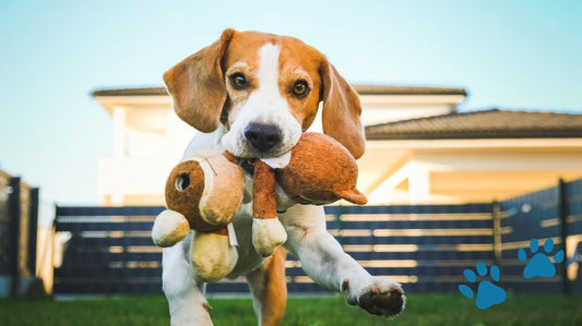 Dog Seizures: Types, Causes and What You Can Do